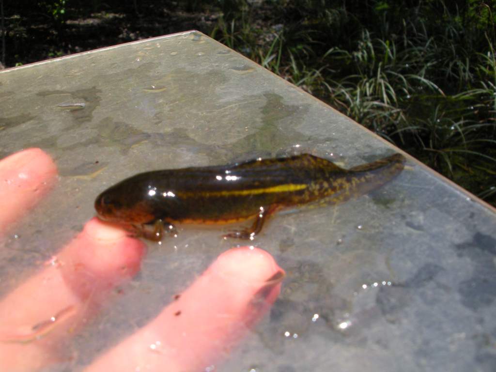 Mole salamander, Ambystoma talpoideum