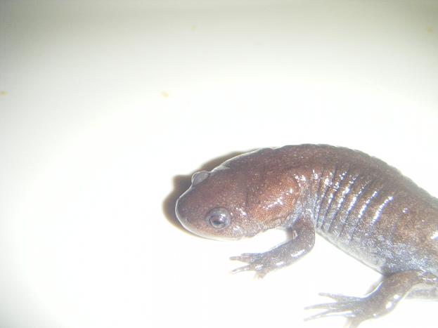 Mole Salamander (Ambystoma talpoideum)