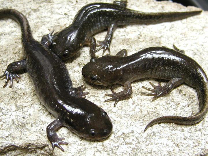 mole salamander