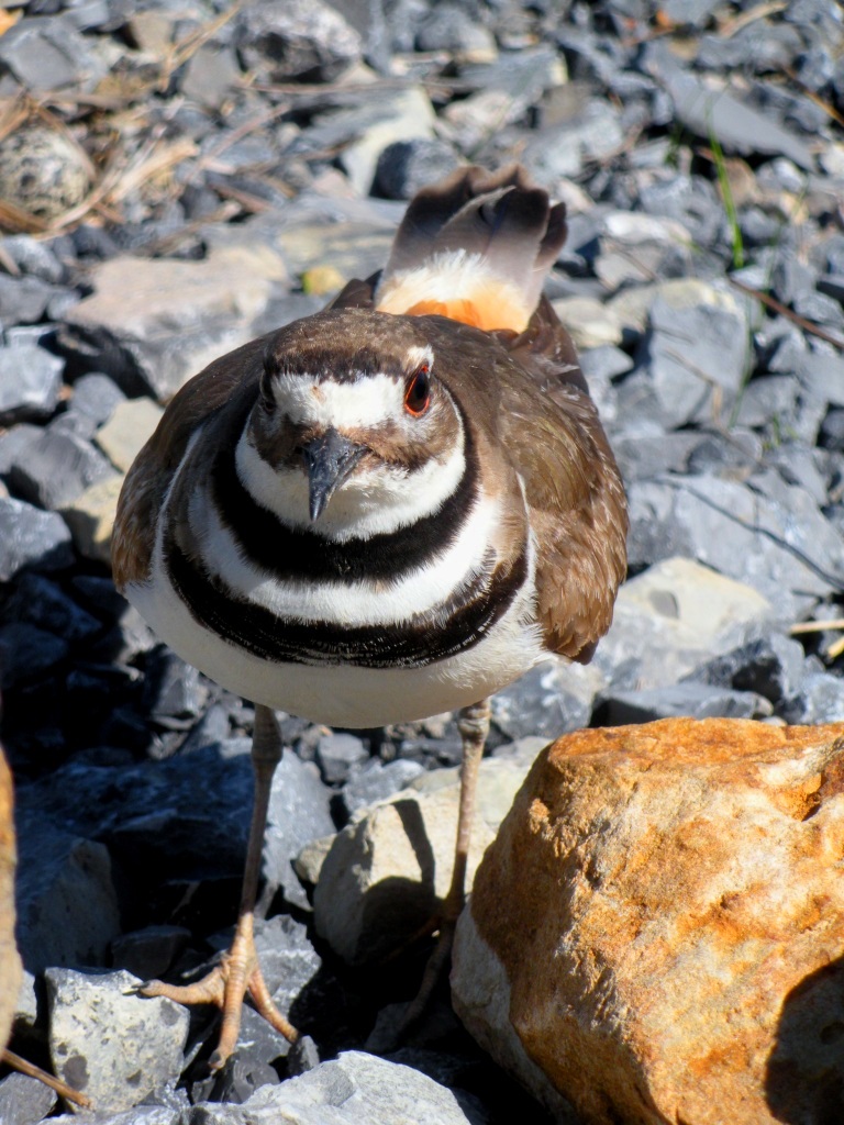 Momma killdeer, wondering why I'm that close to her babies