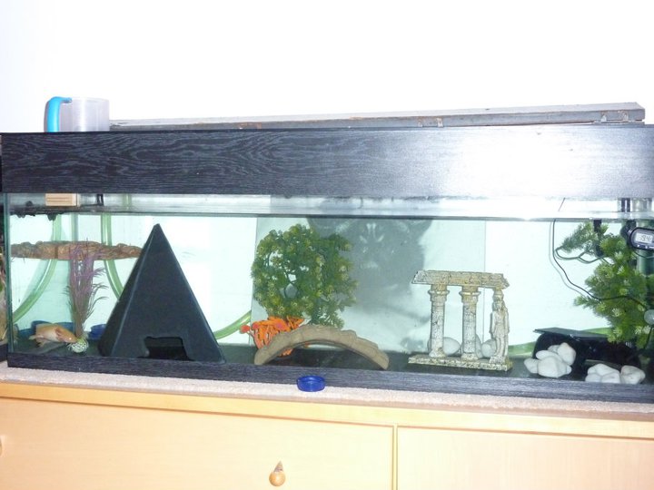 Moomin and Evo's tank