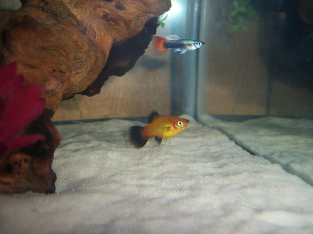 Moon and Meeho swimming around and avoiding Kahlua.
Moon= platy
Meeho= guppy
moon's brother= eaten