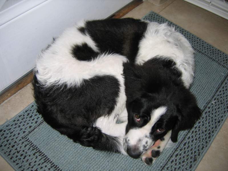 Moose all curled up after a bath