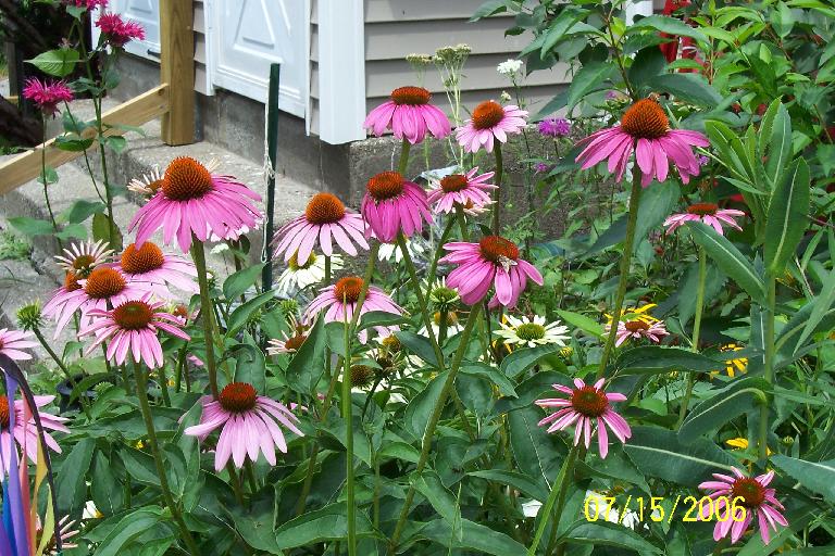 More coneflowers