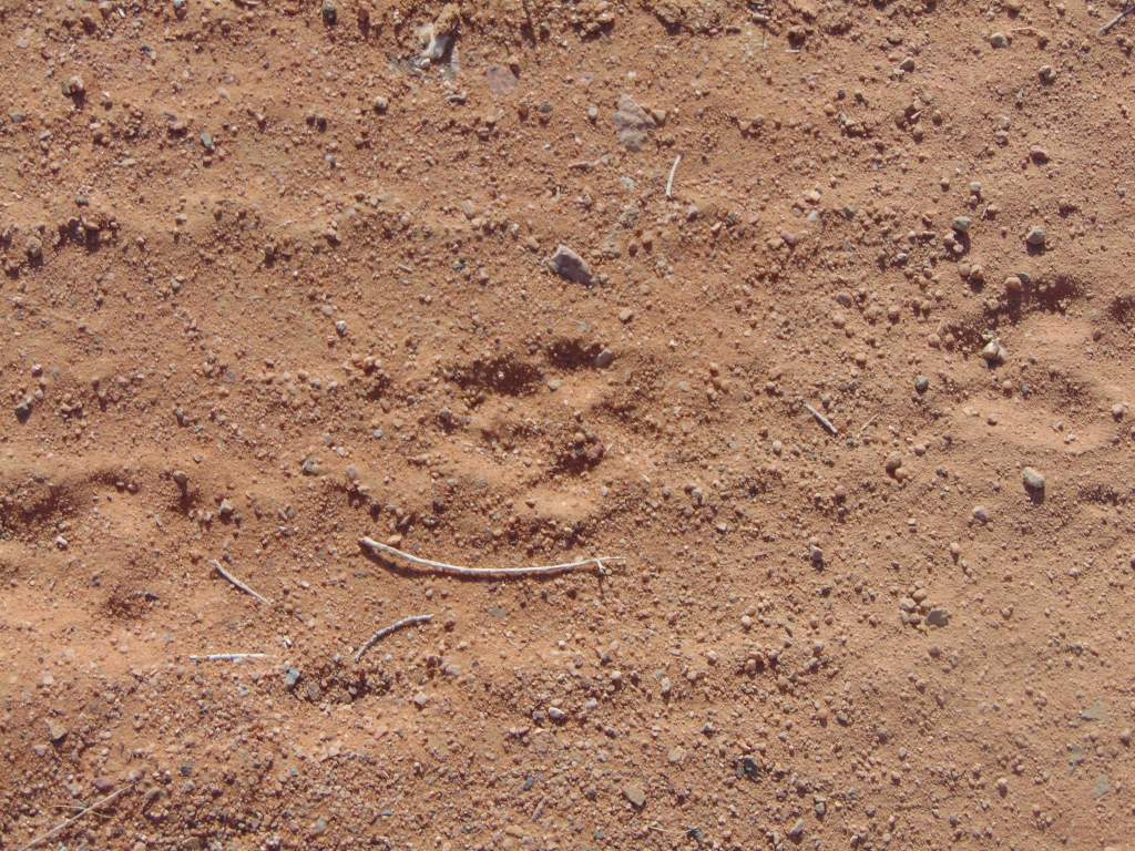 More focused photo of the Canid track