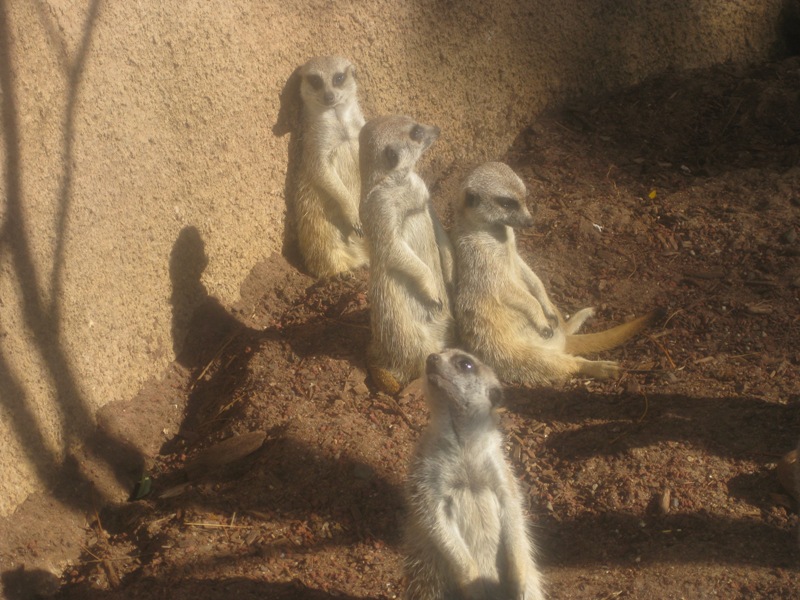 More Meerkats!