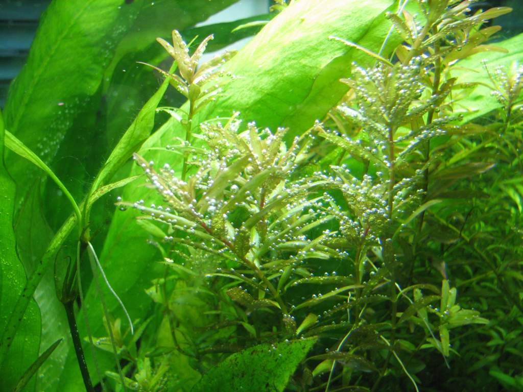 more pearling rotala