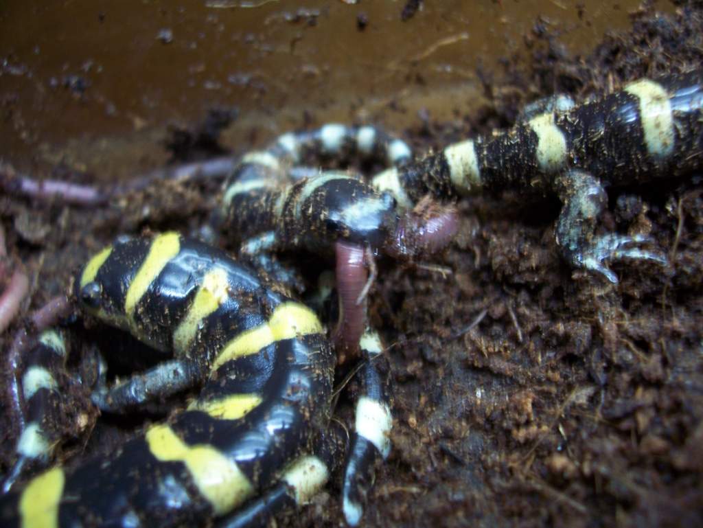 Morph gorging itself