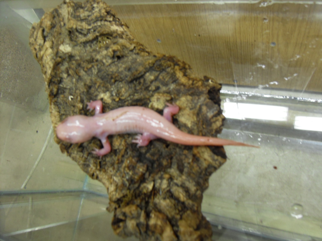 morphed leucistic axolotl