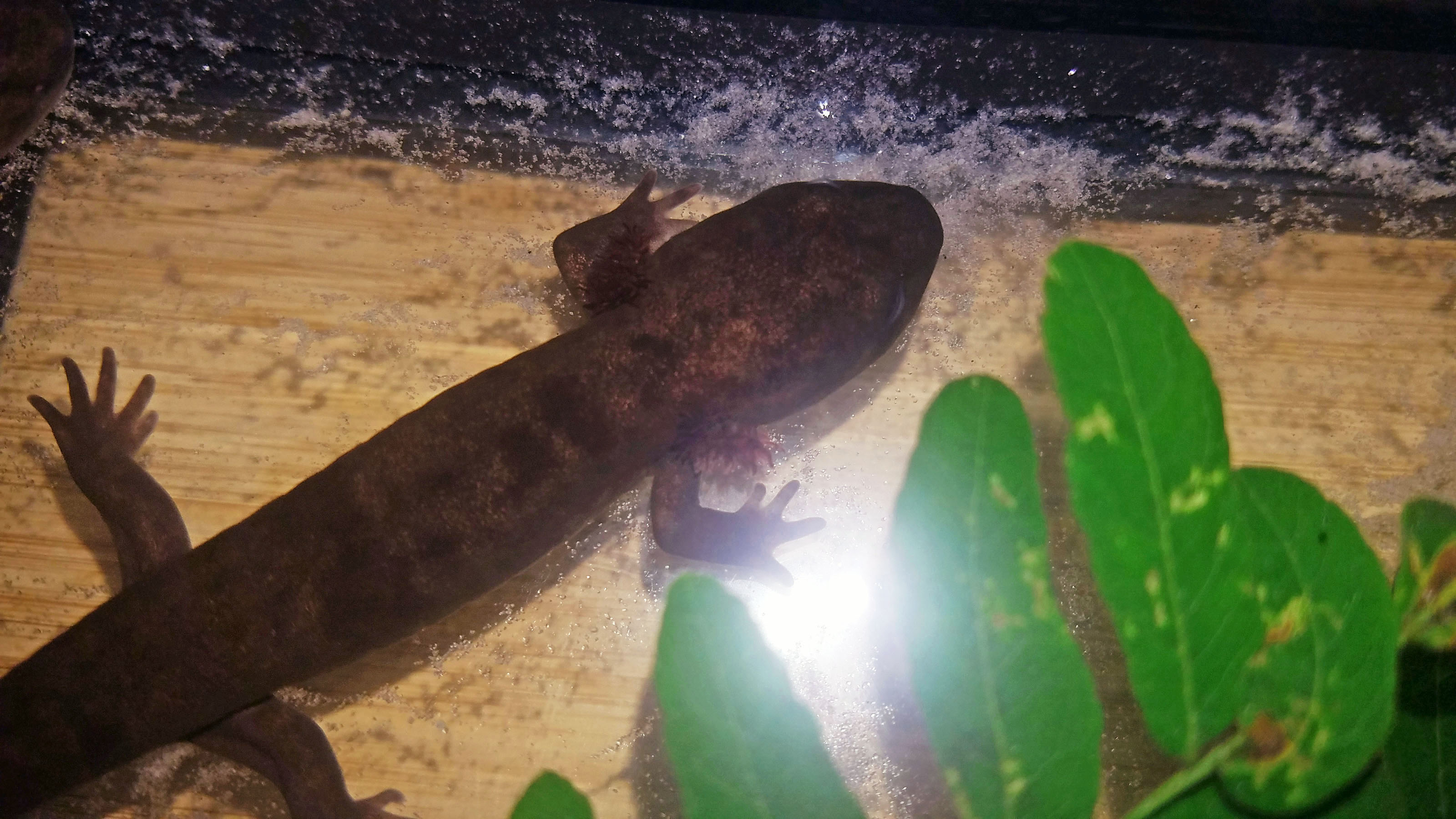 morphing 3yr Coastal Giant larvae