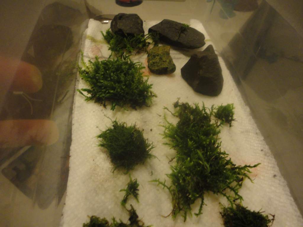 moss collection