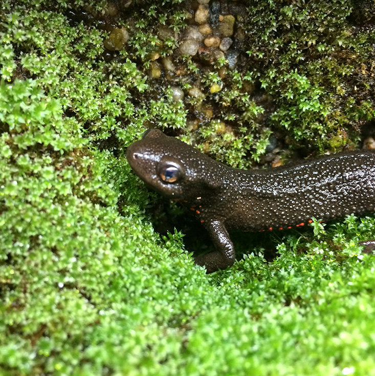 moss meditation