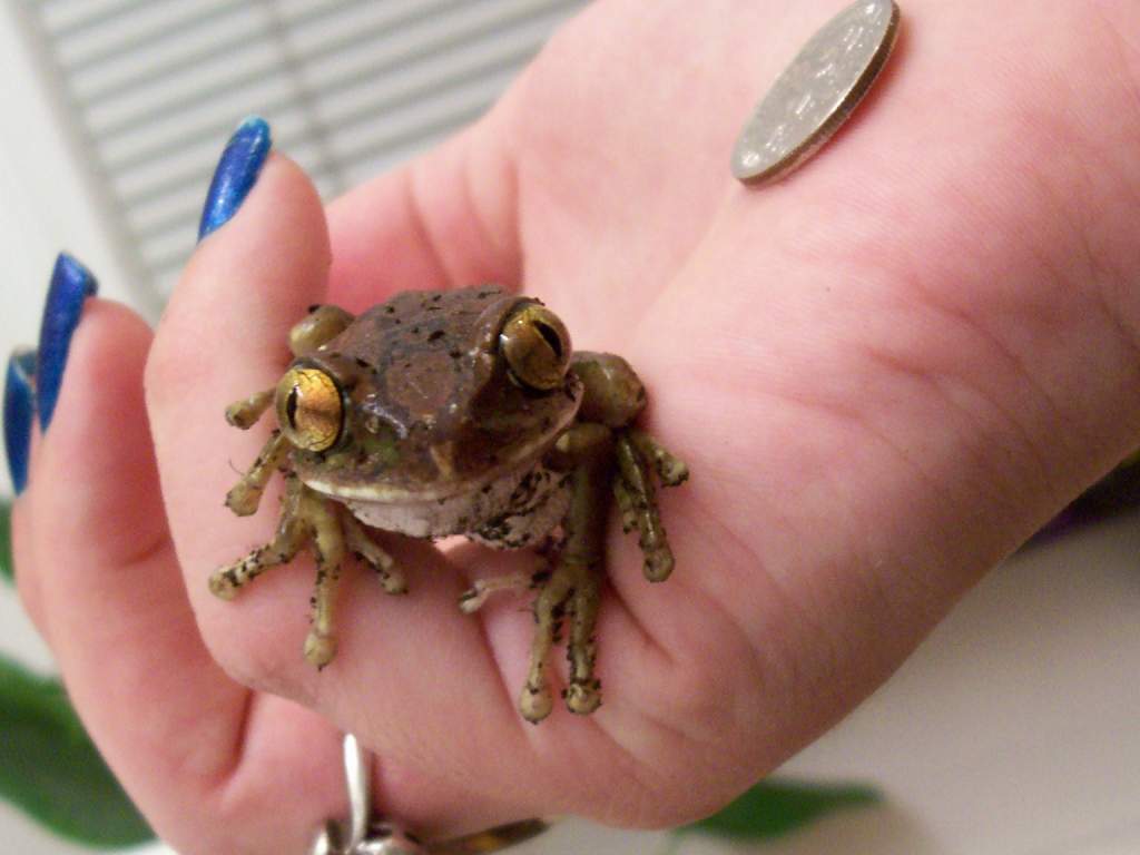 Mr. Smalls -- Leptopelis sp. -- Big eyed tree frog