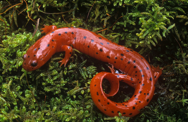 Mud Salamander (Pseudotriton montanus)