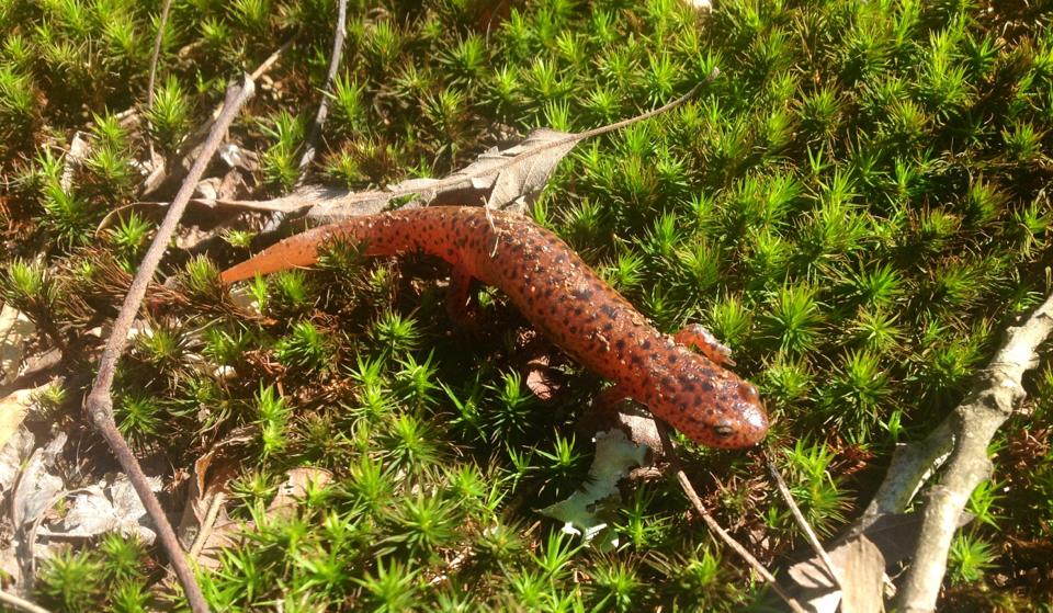 Mud Salamander