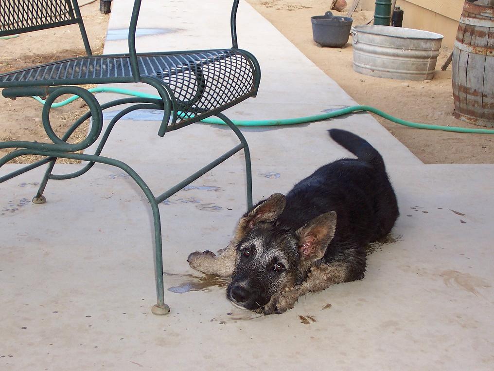 Mud wrestling champ at 3 months