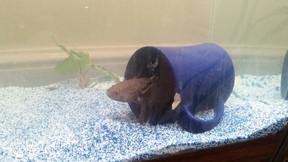 Mulder in his cup hide for the last time, before I replaced it