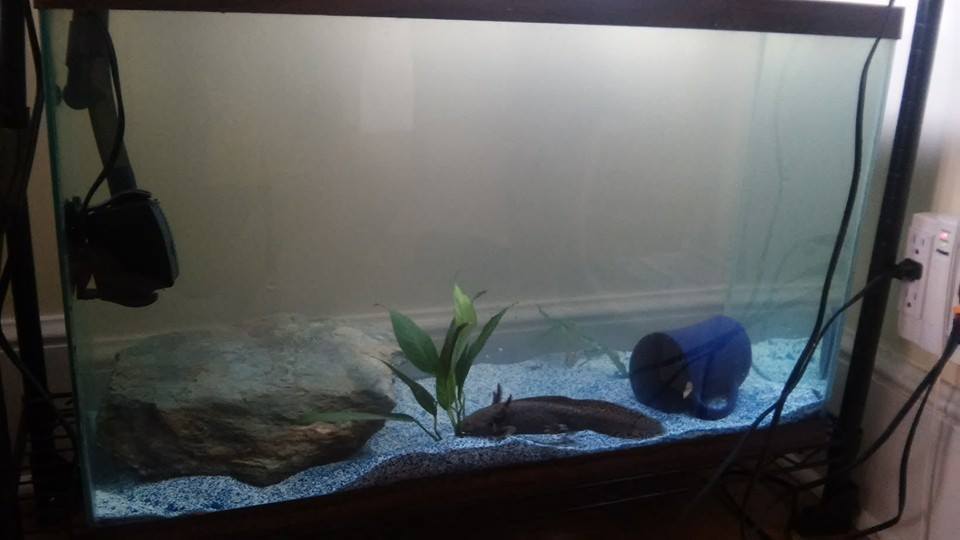 Mulder's (and later also Turanga's) new tank setup