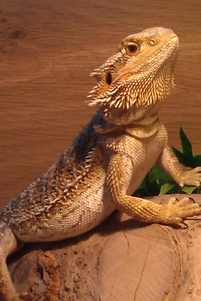 Murphy
bearded dragon