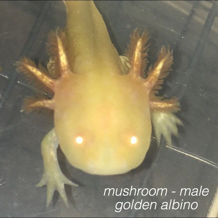 mushroom - male
golden albino