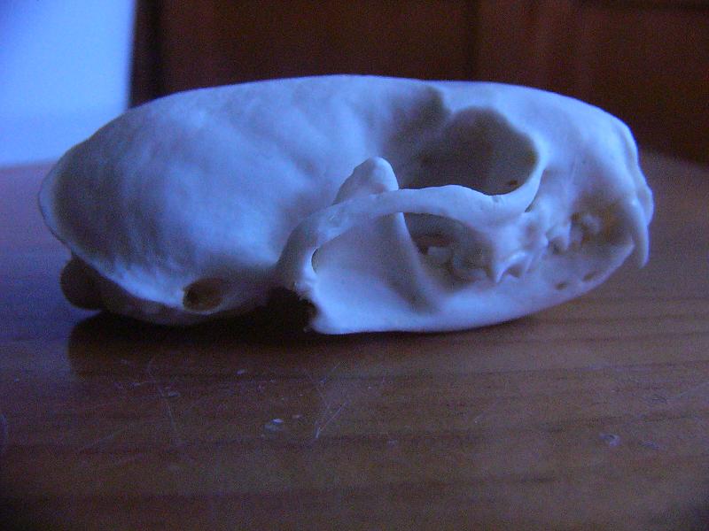 Mustela vison, cranium.
I had to make a preparation of the skull and the fur for one of my classes, very didactic.