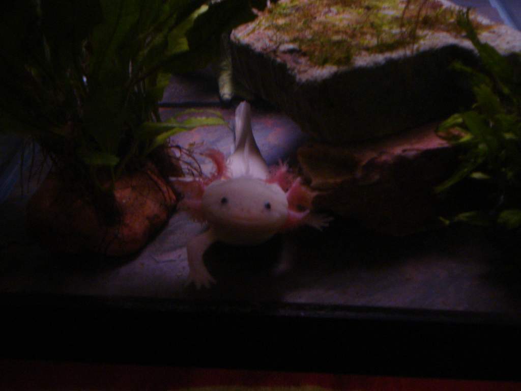 Muugen my leucistic