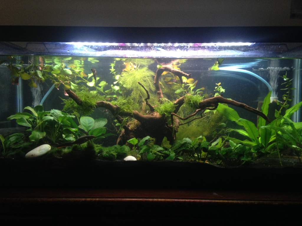 My 20g long tank