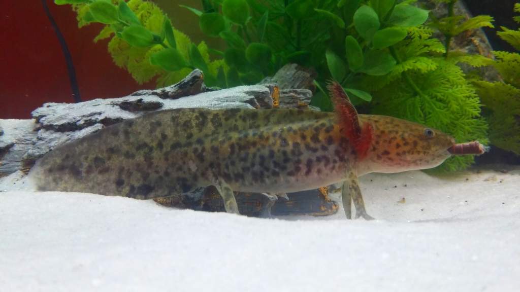 My 4 month old axolotl Charles eating an earth worm