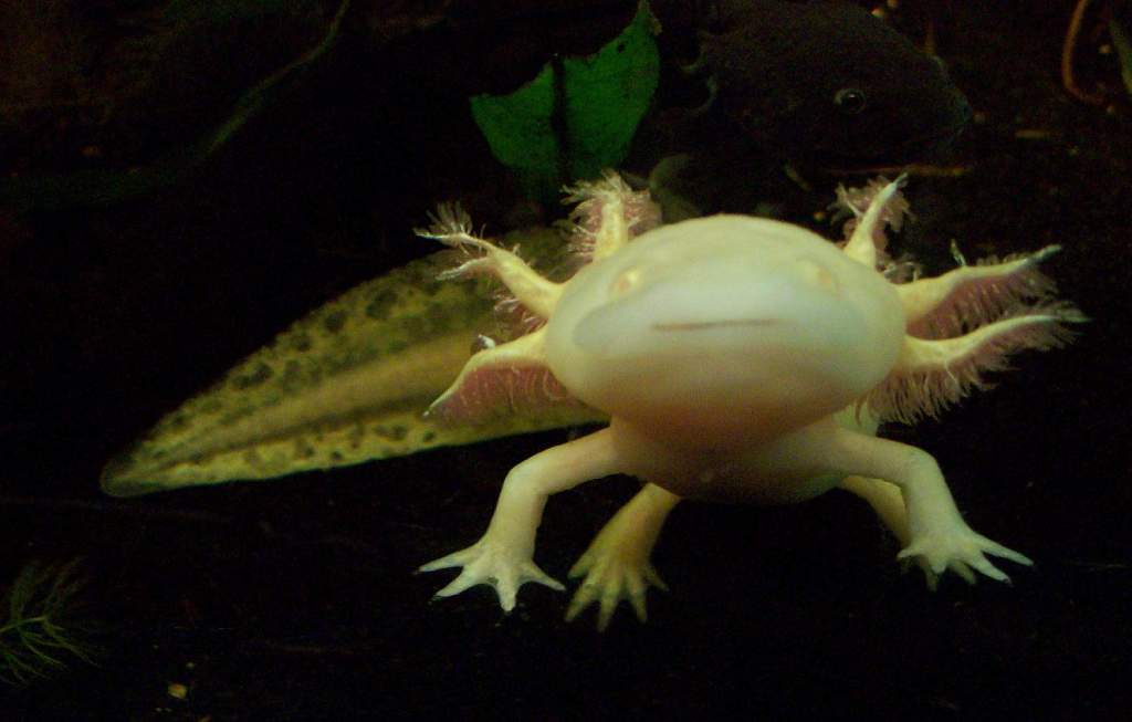 my adult albino male