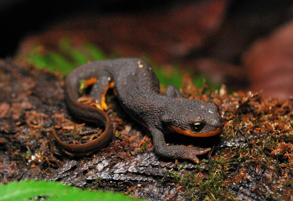 My adult female Taricha granulosa