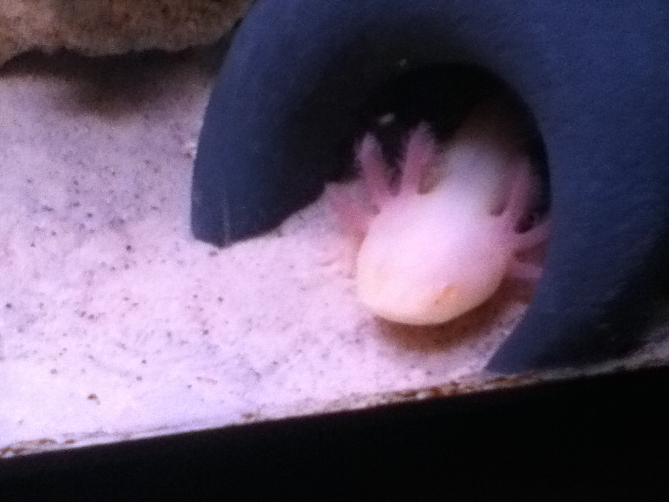 My albino axolotl called mudkip! Once again poor quality taken on an iPod.