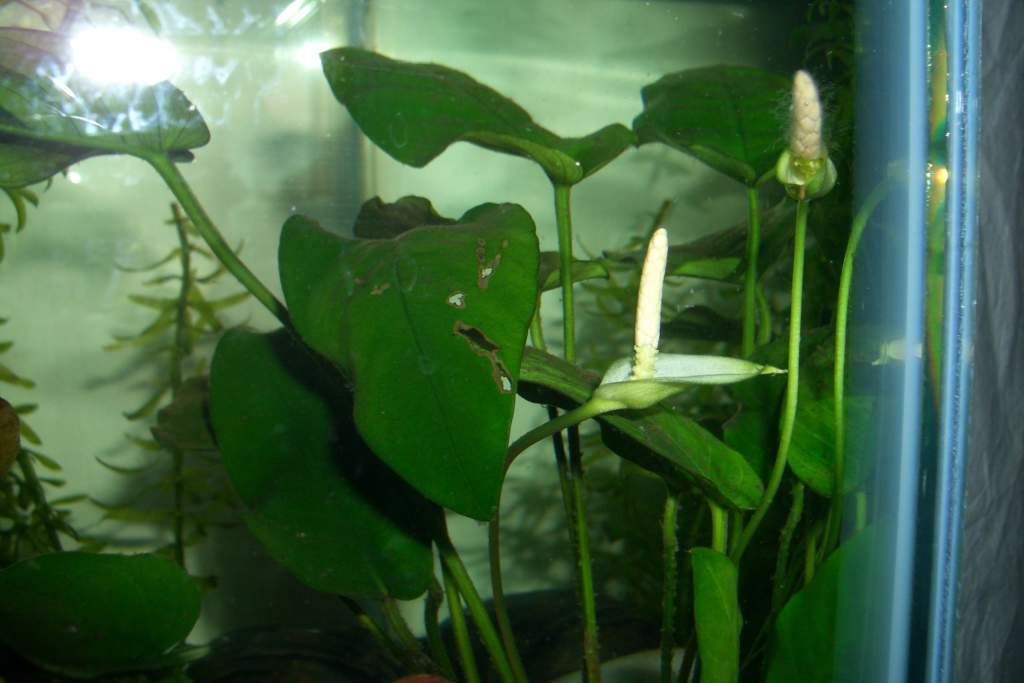 My anubias flowered.