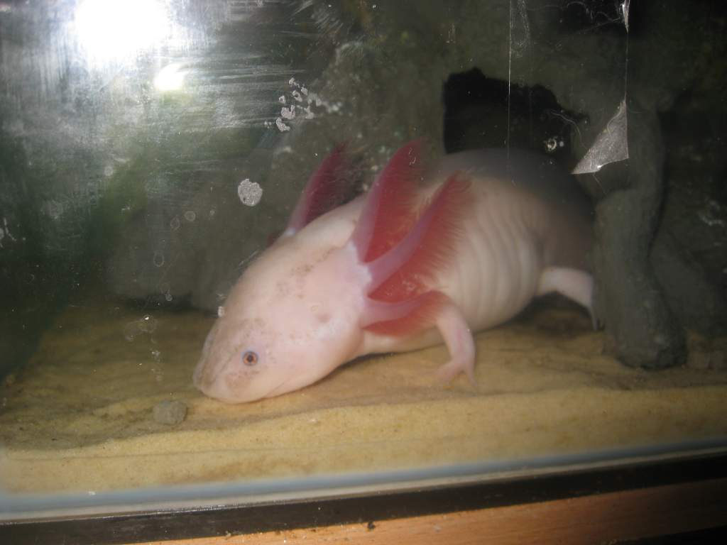 my axies 6 028