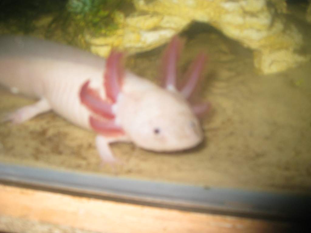 my axies 6 042