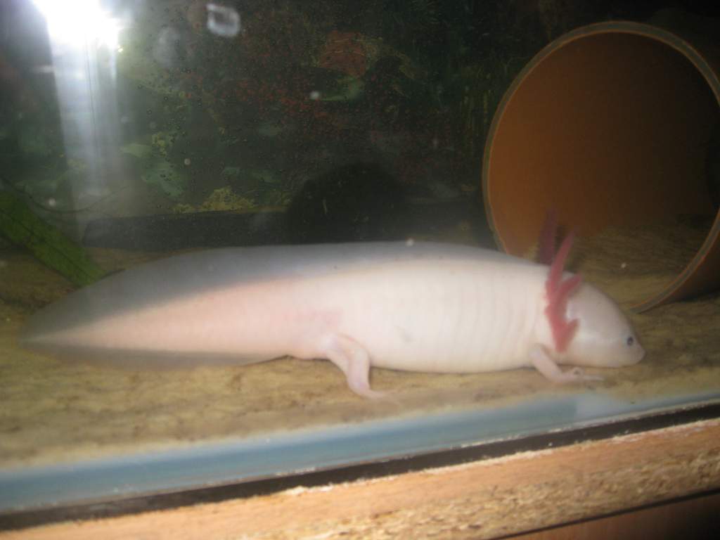 my axies 6 047