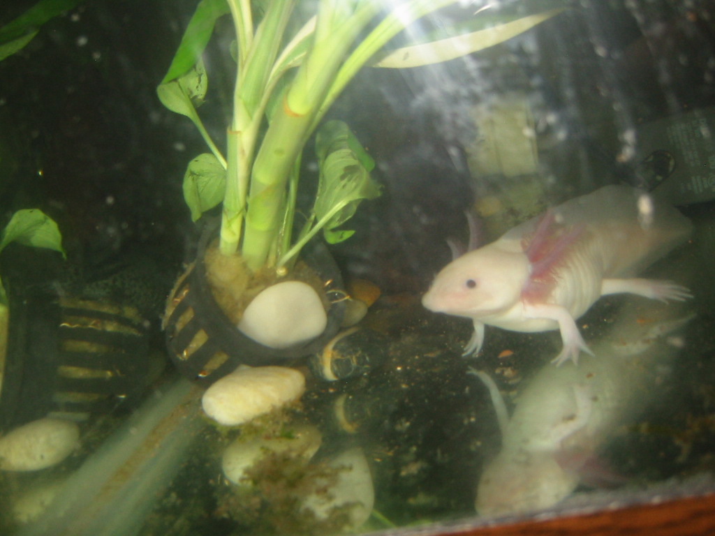 my axolotl colipso