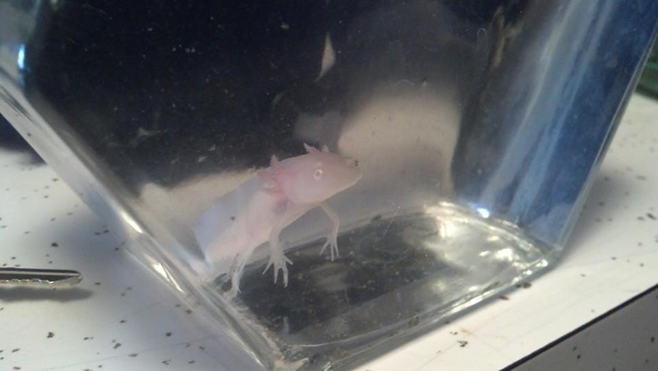 My Axolotl in the fishbowl he was in at the pet shop...