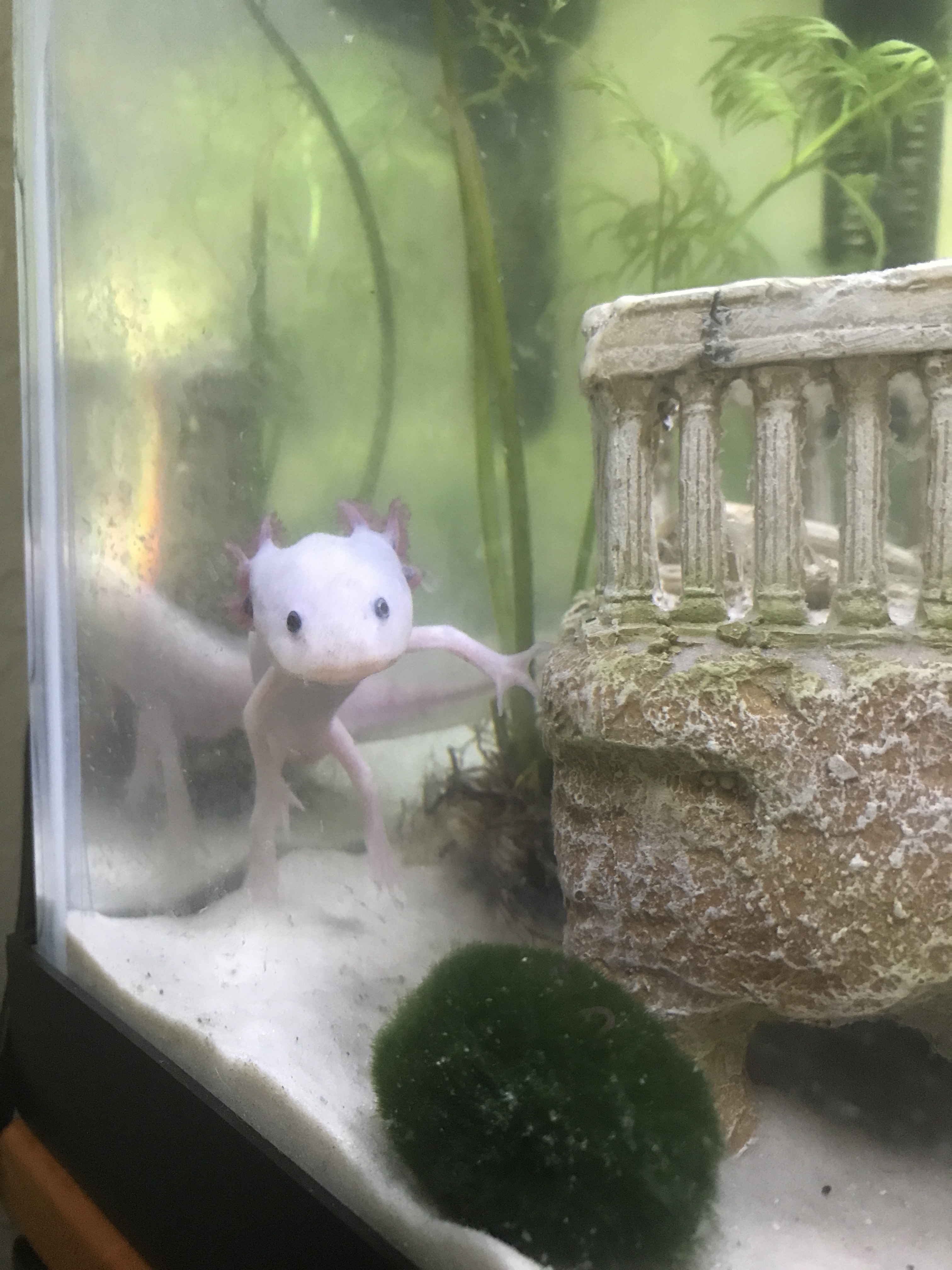 My axolotl Neco