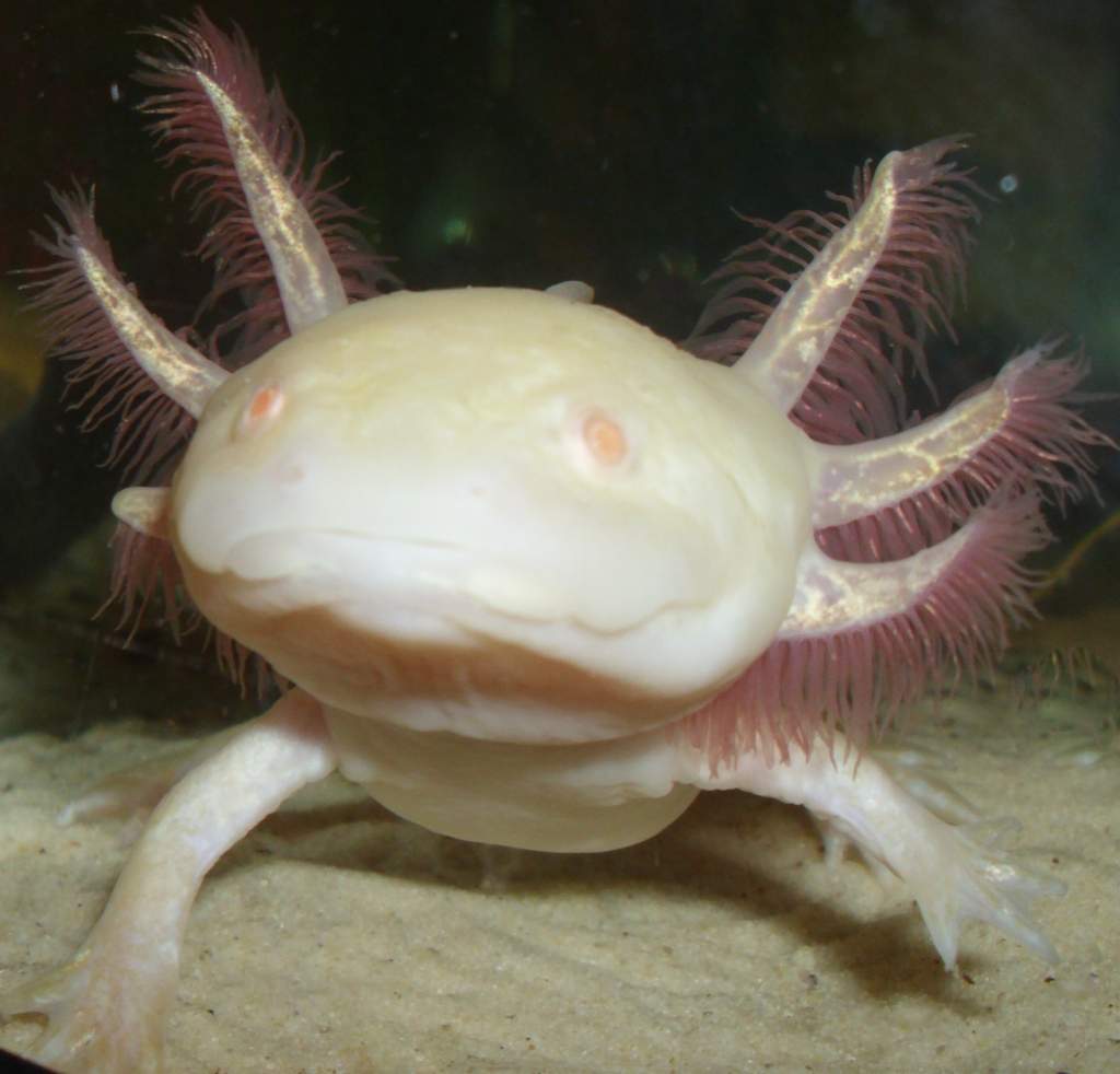 my axolotl.