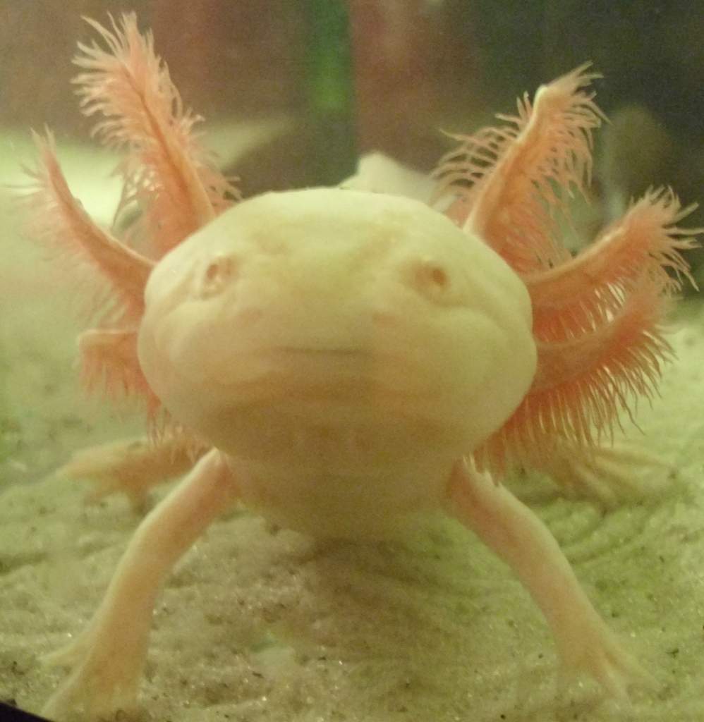 My axolotl.