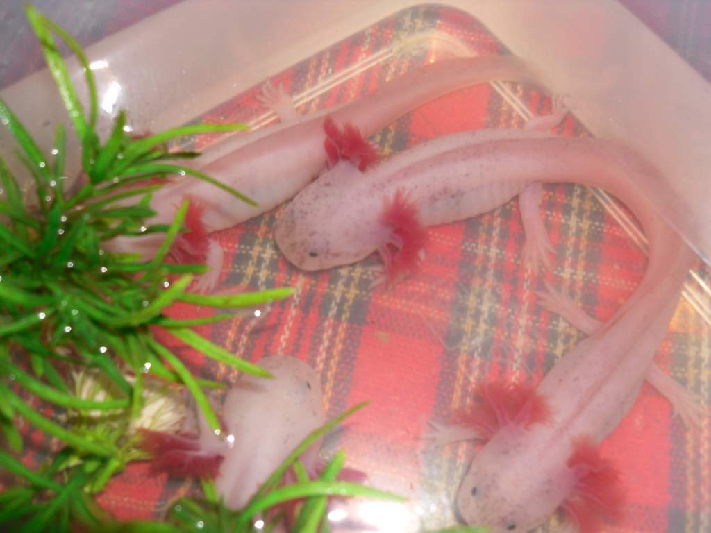 My babies in a plastic container while I clean out their smelly tank