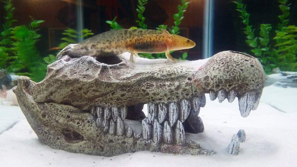 My baby axolotl Charles riding the skull of a crocodile :)