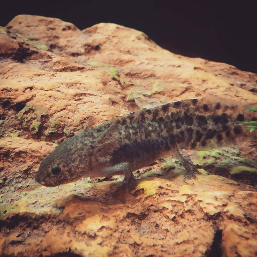 My baby axolotl Henry at 2 months old