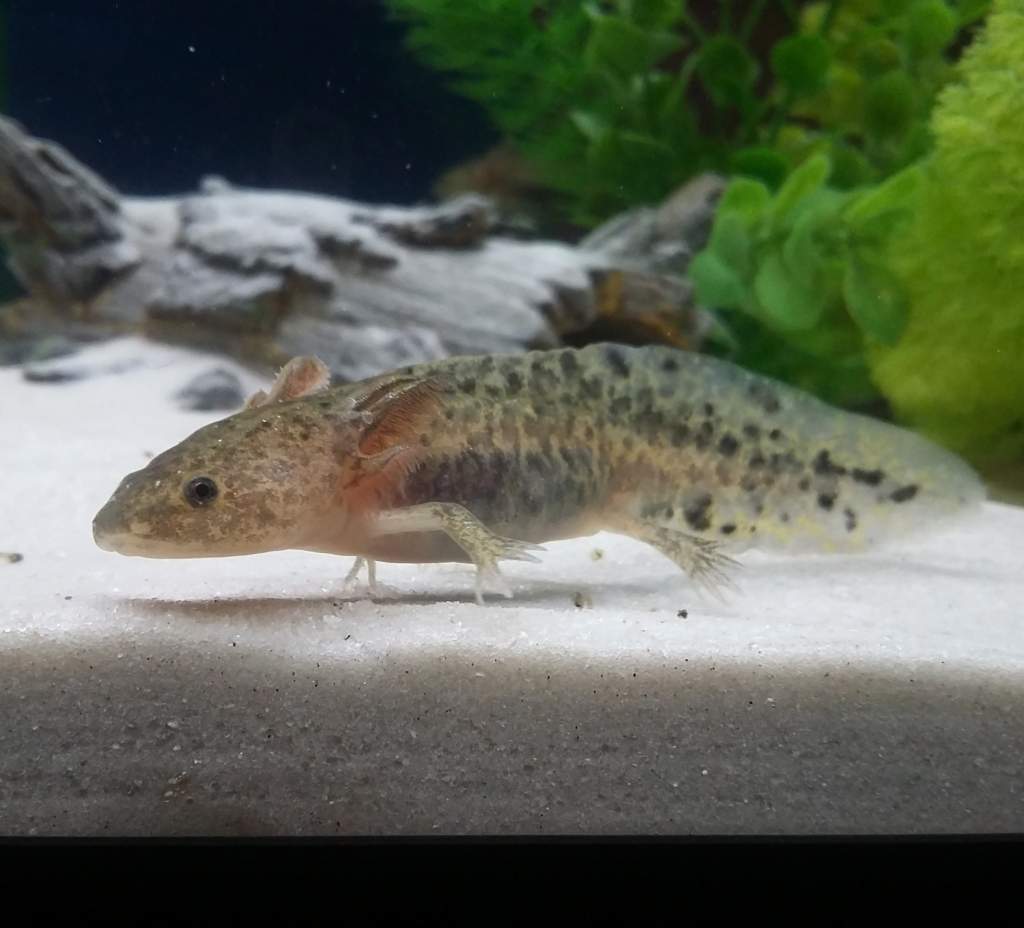 My baby axolotl Logan at 3 months.