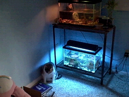 My basic set up and my cat, Daisy. She likes watching them.
This was before I replaced the substrate with sand.