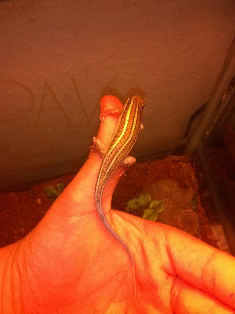 My beautiful African blue tailed skink he's a little jealous of the newts because I give them more attention