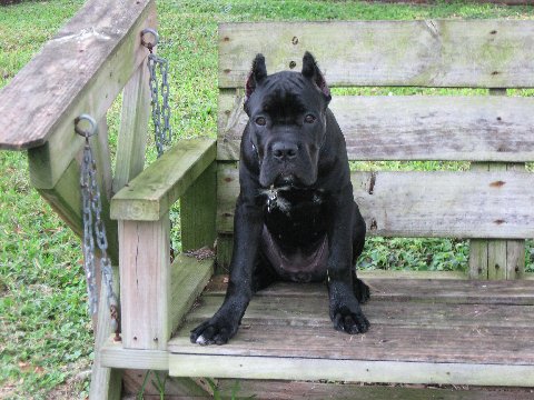 My (BIG) puppy, Petra. (Cane Corso)