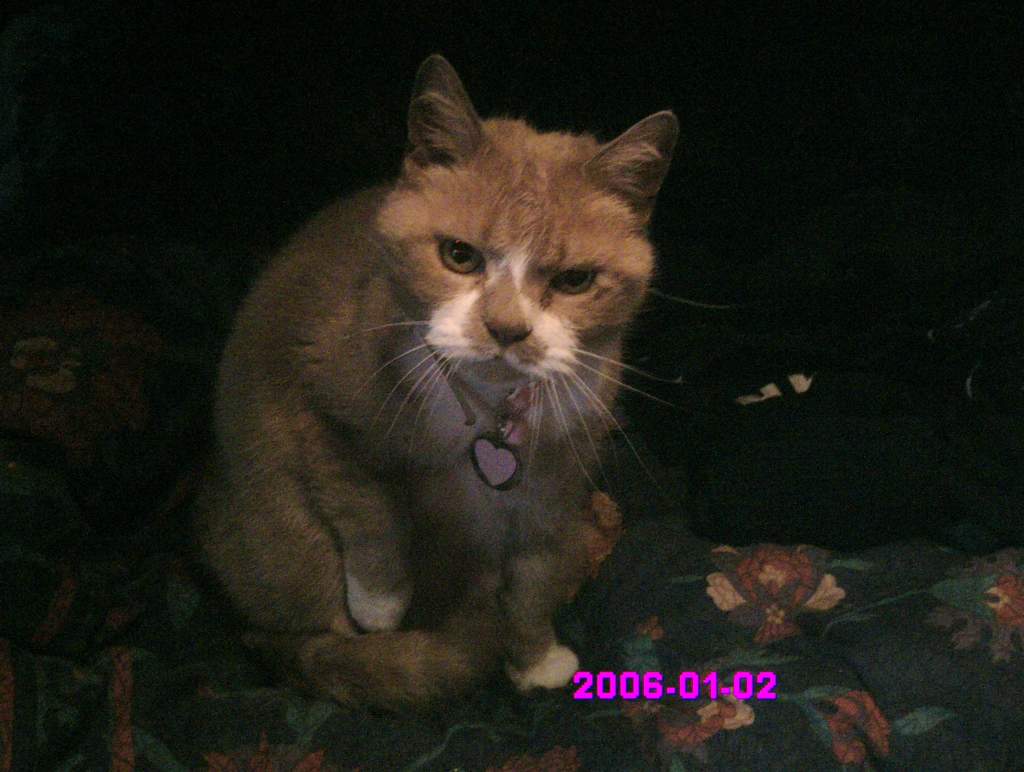 my cat, princess, 13 years old