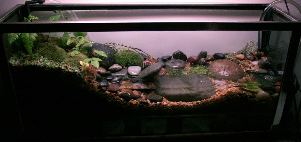 my D. tenebrosus vivarium.

you can't really see in this picture, but this is a false bottom set up with an external filter.