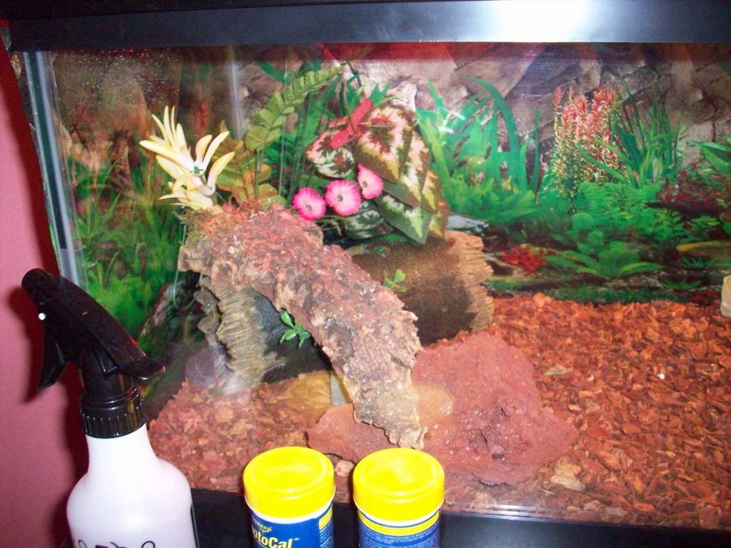 My daughters gecko tank